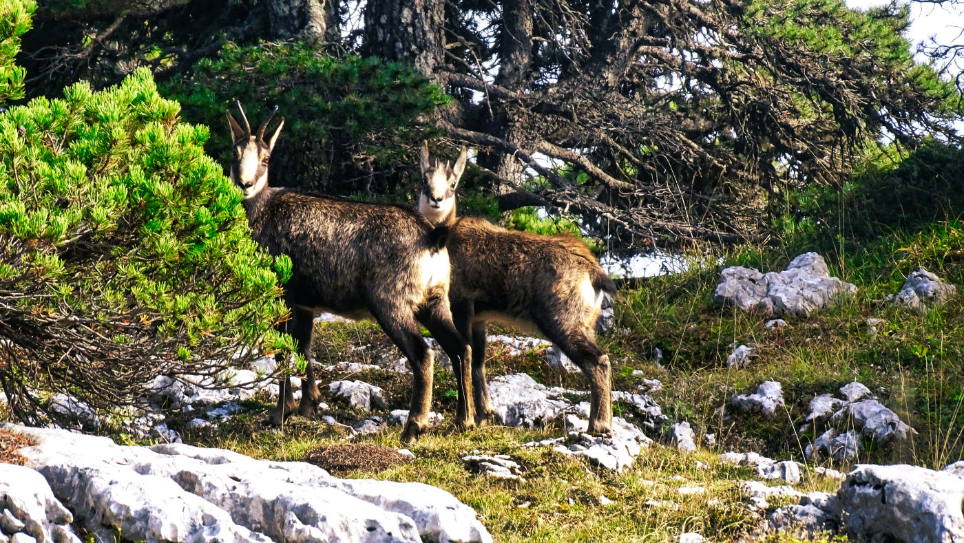 Chamois randonnée en chartreuse